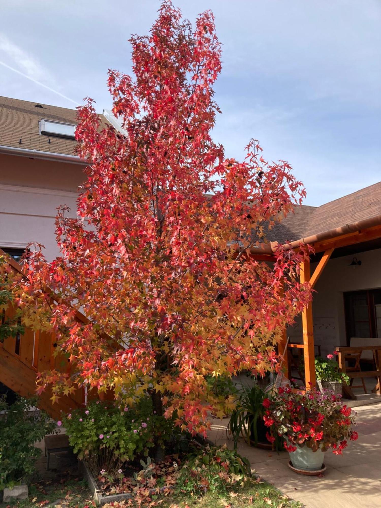 Cicaskacus Vendeghaz Bed & Breakfast Matrafured Dış mekan fotoğraf